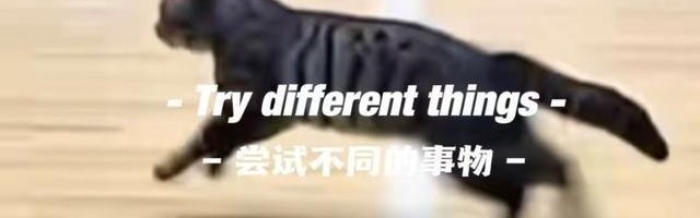 惊现哈基米！广东四川CBA比赛中场地内跑进一只小猫